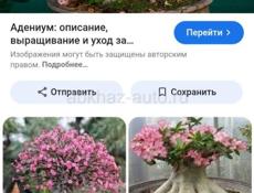 Сдам в аренду