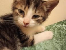 Замечательные котята в надёжные руки!!!