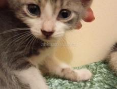 Замечательные котята в надёжные руки!!!