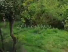 Дом с участком в 1 гектар. 
