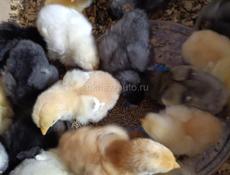 Продаются местные цыплята