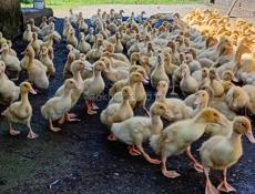 Продаются утята рю. Очамчира с. Илор все по телефону