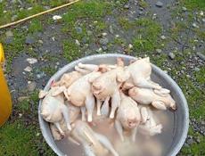 Продаётся домашние куры