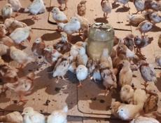 Продаю цыплят несушек им 25 дней 