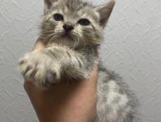 Отдам в добрые руки 