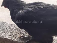 Продаются цыплята 