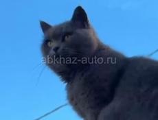 Пропала кошка