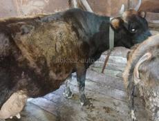 Карова с бычком 50т карову на мяса бычок 3 месеца