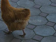 Петухи