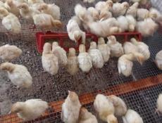 Продаются цыплята р. Очамчира с. Илор все по телефону