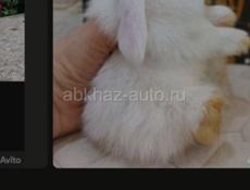 Кролик Минилоп