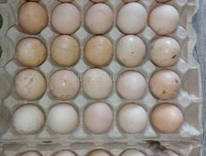 Яйца куриные для инкубации