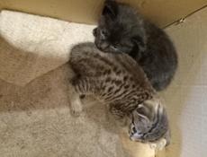 Котята 