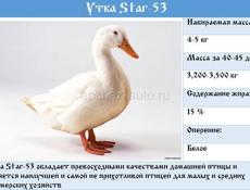 продаются утята трехсуточные порода старт-53 порода 