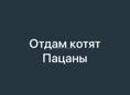 Отдам в добрые ручки 