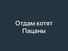 Отдам в добрые ручки 