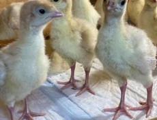 Белая широкогрудая индейка малыши