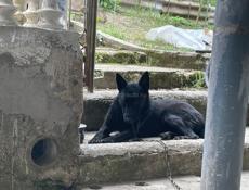 Отдаю в добрые руки Немца собаке годик стерилизована