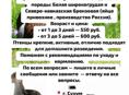 Индюшата 