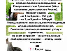 Индюшата 