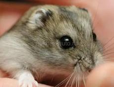 Джунгарские хомячки