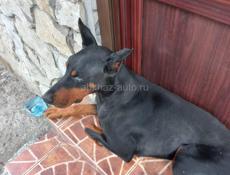 Чей ДоБеРман ????? 