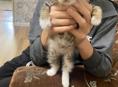 В добрые руки котенок мальчик 