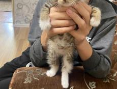 В добрые руки котенок мальчик 