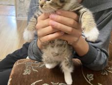 В добрые руки котенок мальчик 