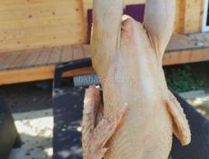 Чищенные Петушки и Курочки