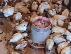 Продаю цыплят несушек им месяц 