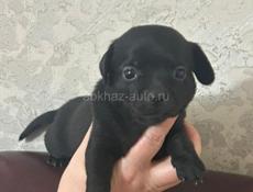 Продаются щенки