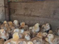 Предлагаю к продаже суточные и 10 дневные цыплята 