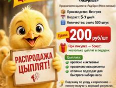 Предлагаю к продаже суточные и 10 дневные цыплята 