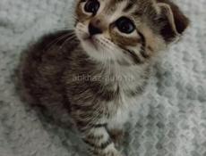 котята вислоухие