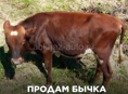 Очень срочно в течении дня 15 т горю 60 кг бычок 