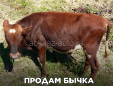 Очень срочно в течении дня 15 т горю 60 кг бычок 