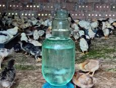 Продаются цыплята р. Очамчира с. Илор все по телефону