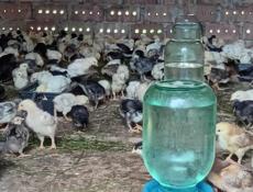 Продаются цыплята р. Очамчира с. Илор все по телефону