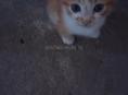 Котята в хорошие руки
