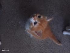 Котята в хорошие руки