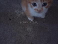Котята в хорошие руки