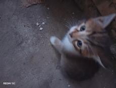Котята в хорошие руки