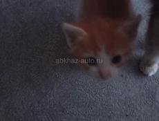 Котята в хорошие руки