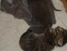 В добрые руки 