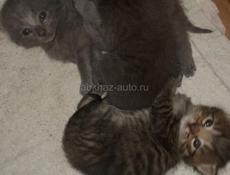 В добрые руки 