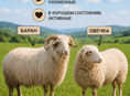 СРОЧНО ПРОДАЮТСЯ ОВЦЫ 🐑