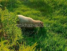 СРОЧНО ПРОДАЮТСЯ ОВЦЫ 🐑