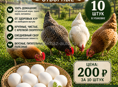ДОМАШНИЕ КУРИНЫЕ ЯЙЦА 🥚