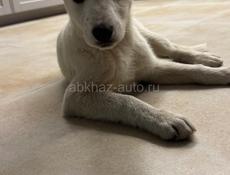 Отдам щенка в добрые руки